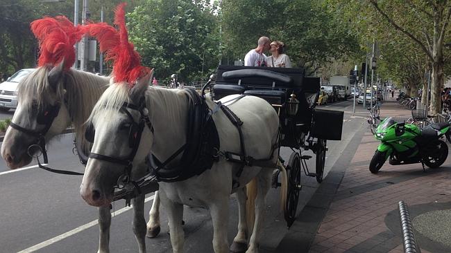 Shane and Julie took a horse and carriage ride to the venue.