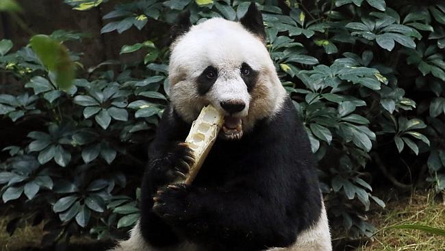 Giant panda Jia Jia eats bamboo next to her birthday cake. Pic: AP Photo/Kin Cheung.